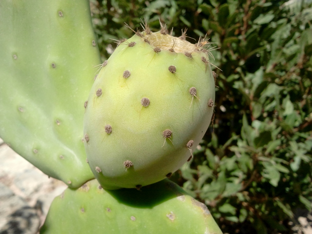 Cactusvijg - Kythira