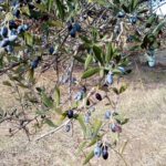 olijven plukken op Kythira