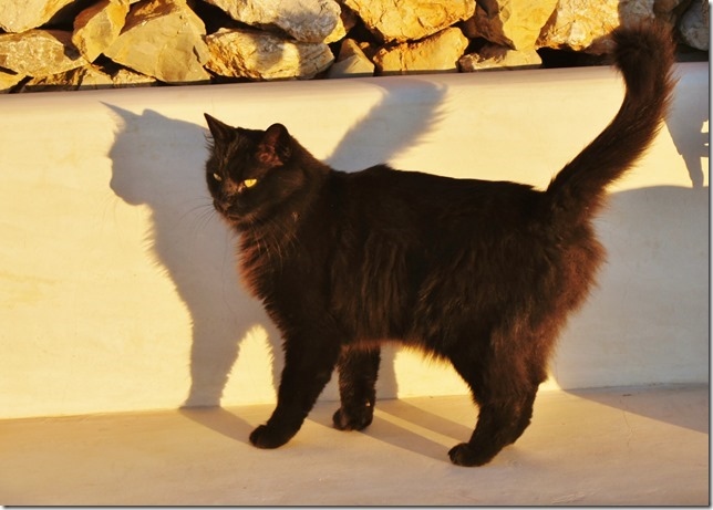 De Kythiriaanse katten