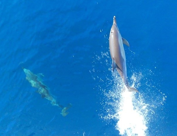 Dolfijnen gespot