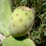 Cactusvijg - Kythira