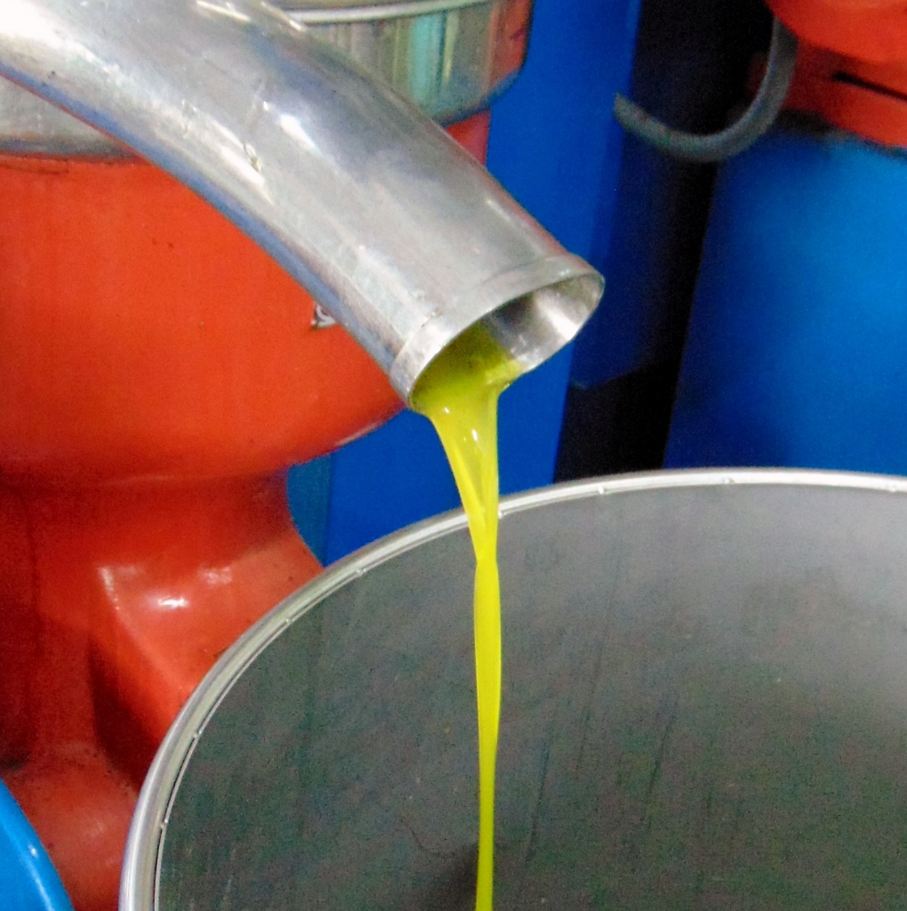 de olijf-pluk-weken op Kythira, verse olijfolie