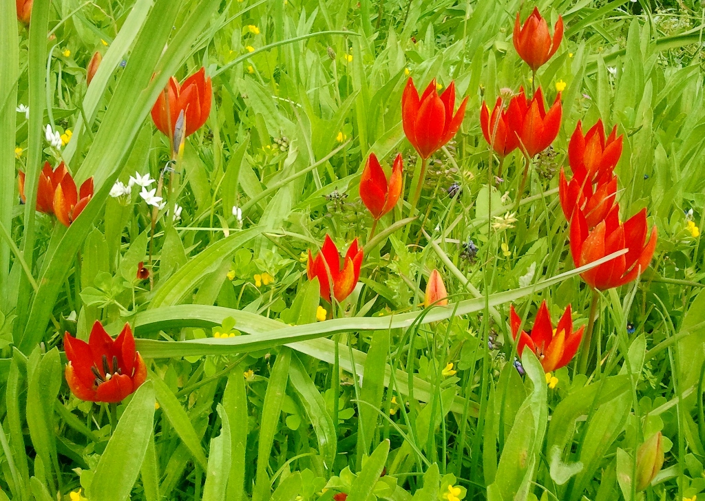 Wild tulips Kythira