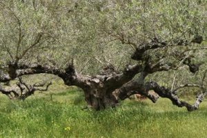 Olive-picking-Kythira-active-holiday