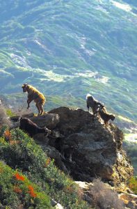 wild-goats-Kythira
