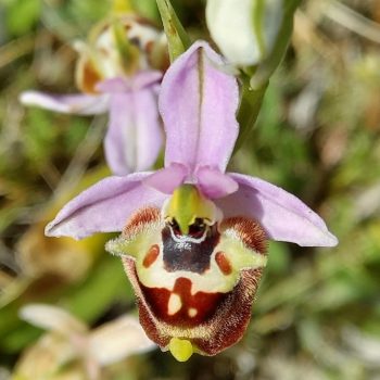 wild flowers Kythira ophrys orchids