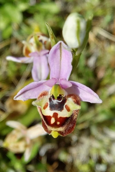 wild flowers Kythira ophrys orchids