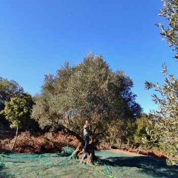 olive picking Kythera