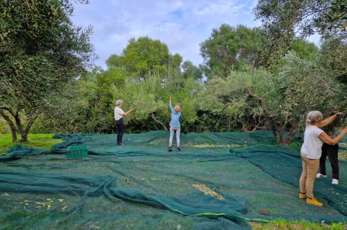 Van boom tot fles: de magie van de olijvenpluk op Kythira